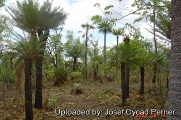 25341 josef Josef Cycad Perner