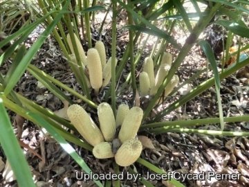 24959 josef Josef Cycad Perner