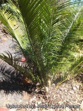 24963 josef Josef Cycad Perner