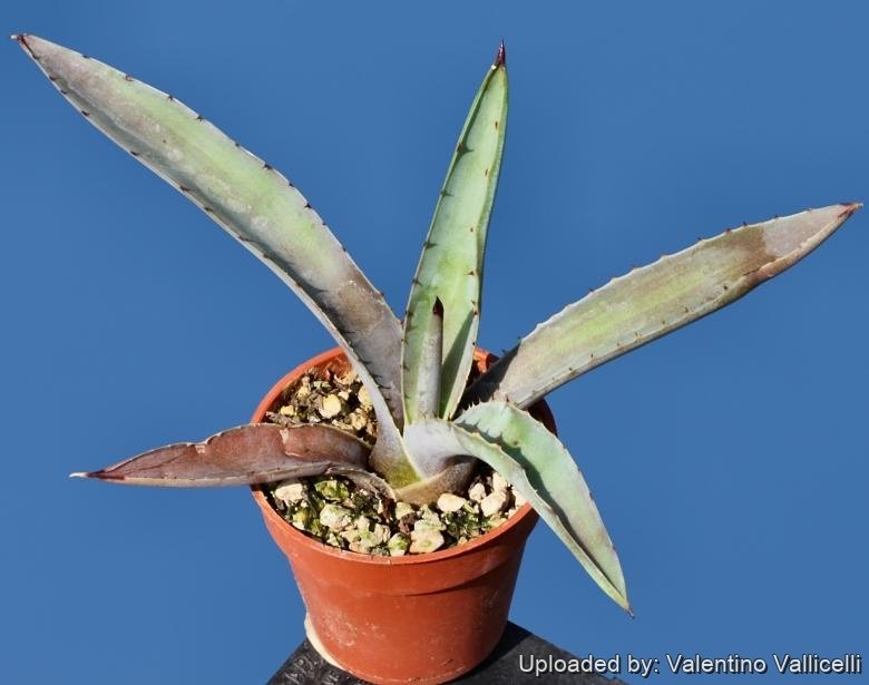 Agave karwinkii