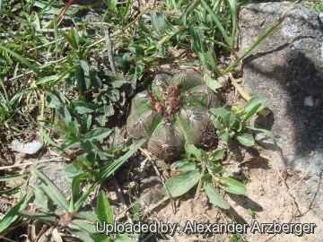 Notocactus oxycostatus var. occidentalis