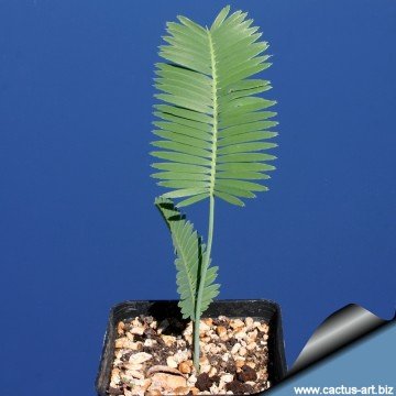 Dioon edule