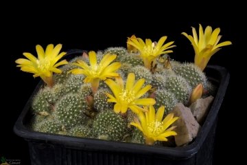 Rebutia fabrisii var. aureiflora