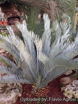 Encephalartos lehmannii