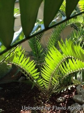 Encephalartos longifolius