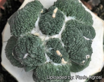Ariocarpus retusus cv. Maruibo Cauliflower