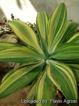 Agave attenuata f. variegata