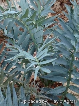 Encephalartos horridus