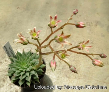 Graptopetalum filiferum