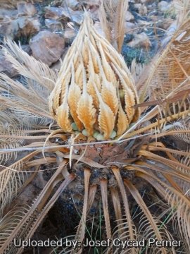 Cycas pruinosa