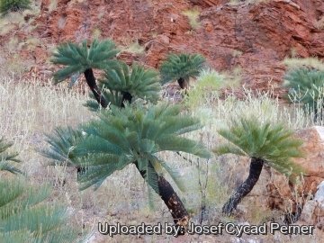 Cycas pruinosa