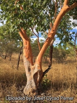 Eucalyptus tintinnans