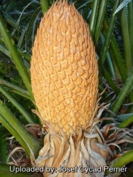 Cycas seemannii