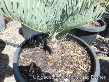 Cycas basaltica