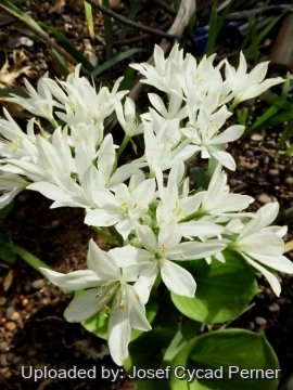 Proiphys amboinensis
