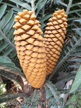 Encephalartos kisambo