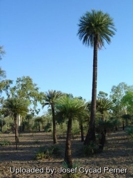 Cycas angulata