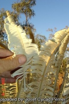 Cycas calcicola