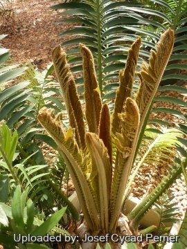Encephalartos sclavoi