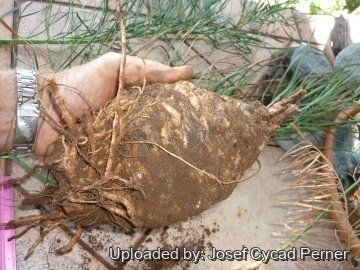 Macrozamia stenomera