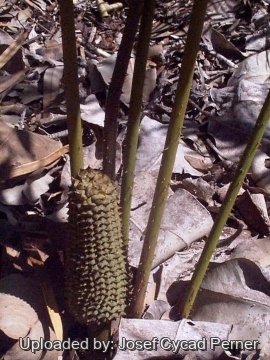Ceratozamia kuesteriana