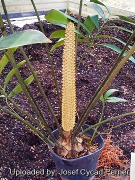 Ceratozamia latifolia
