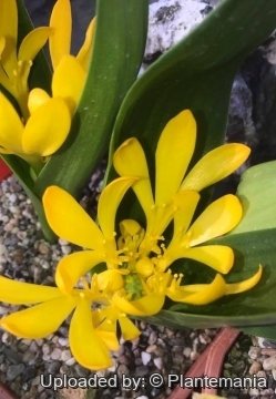 Daubenya aurea
