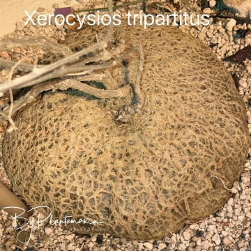 Zygosicyos tripartitus