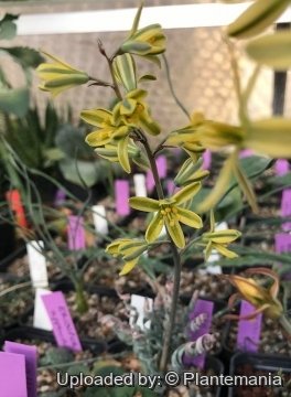 Albuca aperta