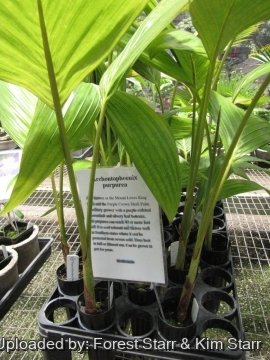 Archontophoenix purpurea