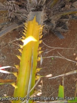 Elaeis guineensis