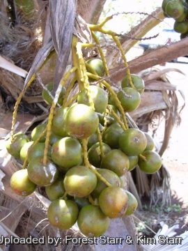 Pritchardia glabrata