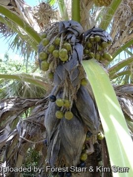 Pritchardia munroi