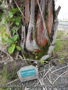 Raphia farinifera