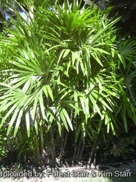 Rhapis excelsa