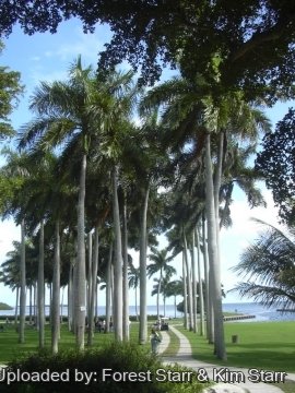Roystonea regia