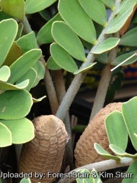 Zamia furfuracea