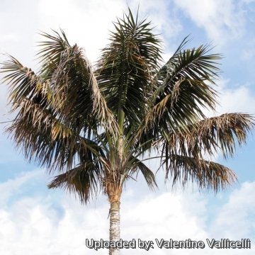 Howea forsteriana