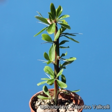 Fouquieria splendens f. albiflora