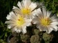 Rebutialand cactus collection Demjén, Hungary. Rebutialand cactus collection Demjén, Hungary.