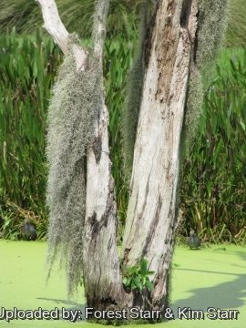 20254 star Forest Starr & Kim Starr