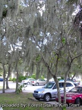 20260 star Forest Starr & Kim Starr