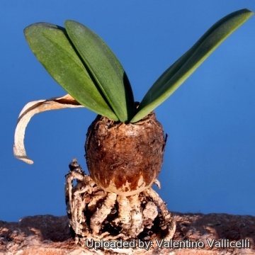 11334 valentino Valentino Vallicelli