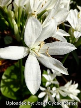 25003 josef Josef Cycad Perner