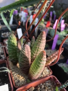 29007 plantemania © Plantemania