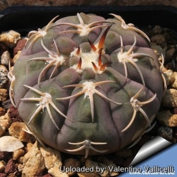 6512 valentino Valentino Vallicelli