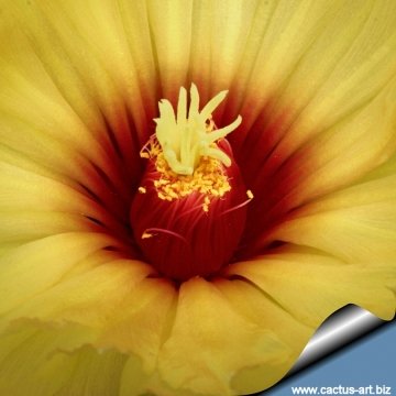 14595 cactus-art Cactus Art