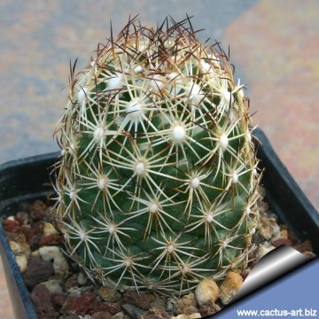 4883 cactus-art Cactus Art