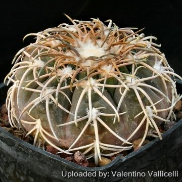 12974 valentino Valentino Vallicelli