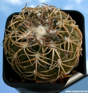 12976 cactus-art Cactus Art